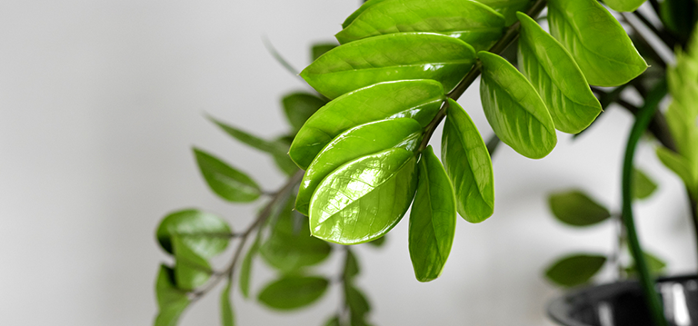 top 5 plantes bureau
