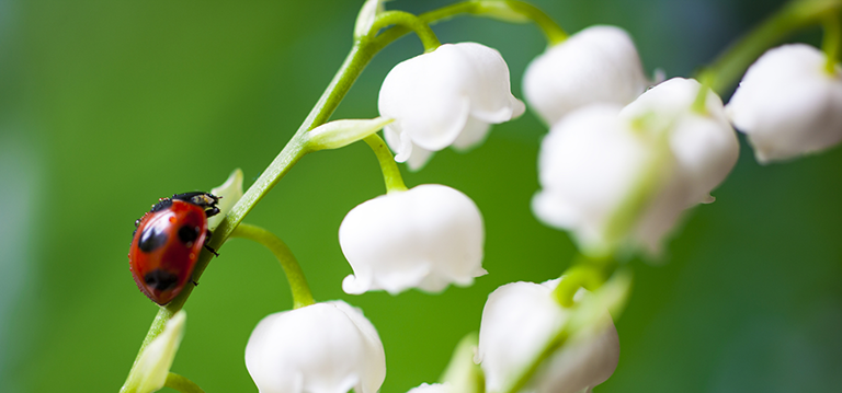 muguet 1er mai