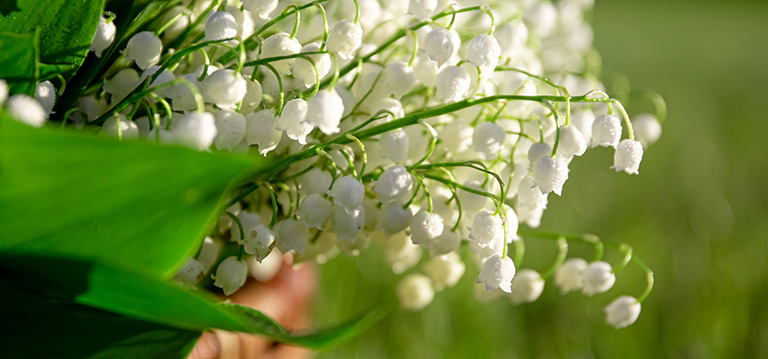 muguet 1er mai