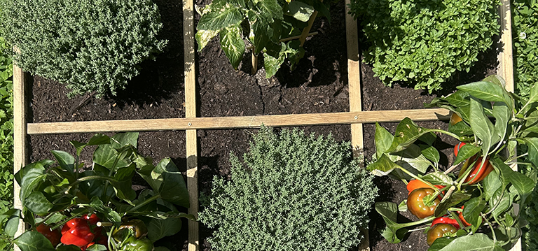 potagers urbains