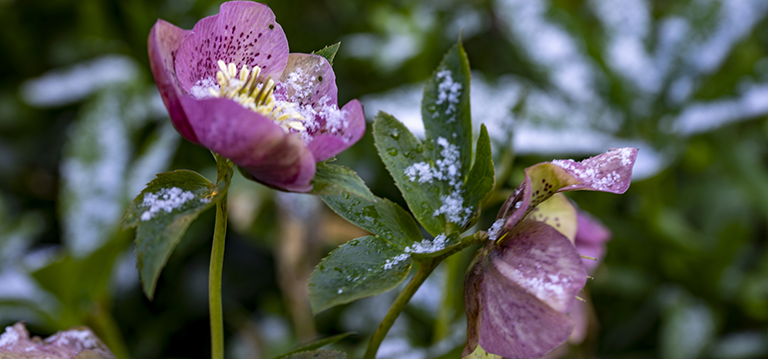 plantes froid