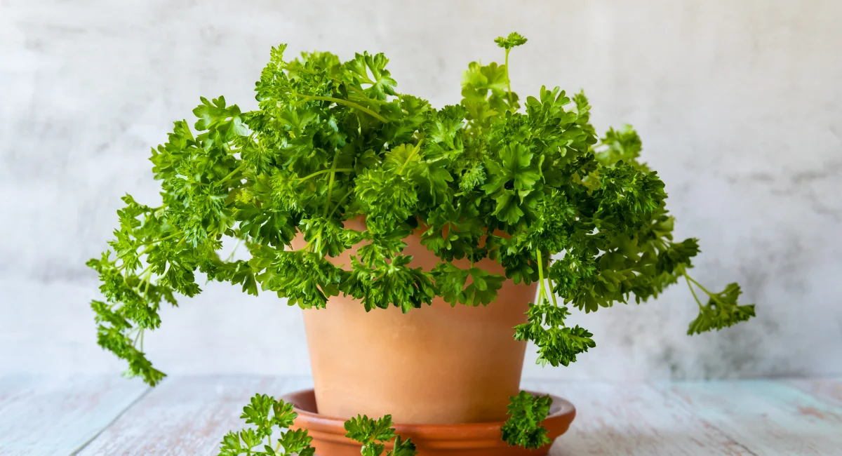 herbes aromatiques