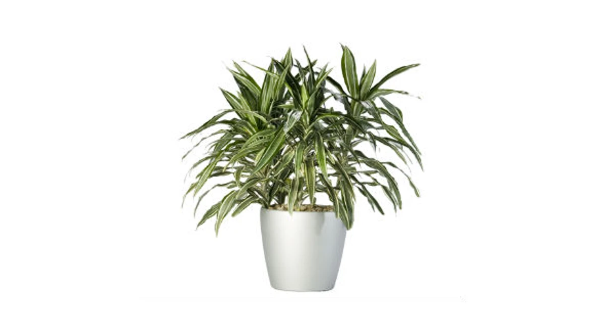 Plante d'intérieur et purificateur d'air naturel : Dracaena