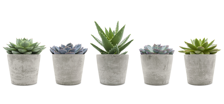top 5 plantes bureau
