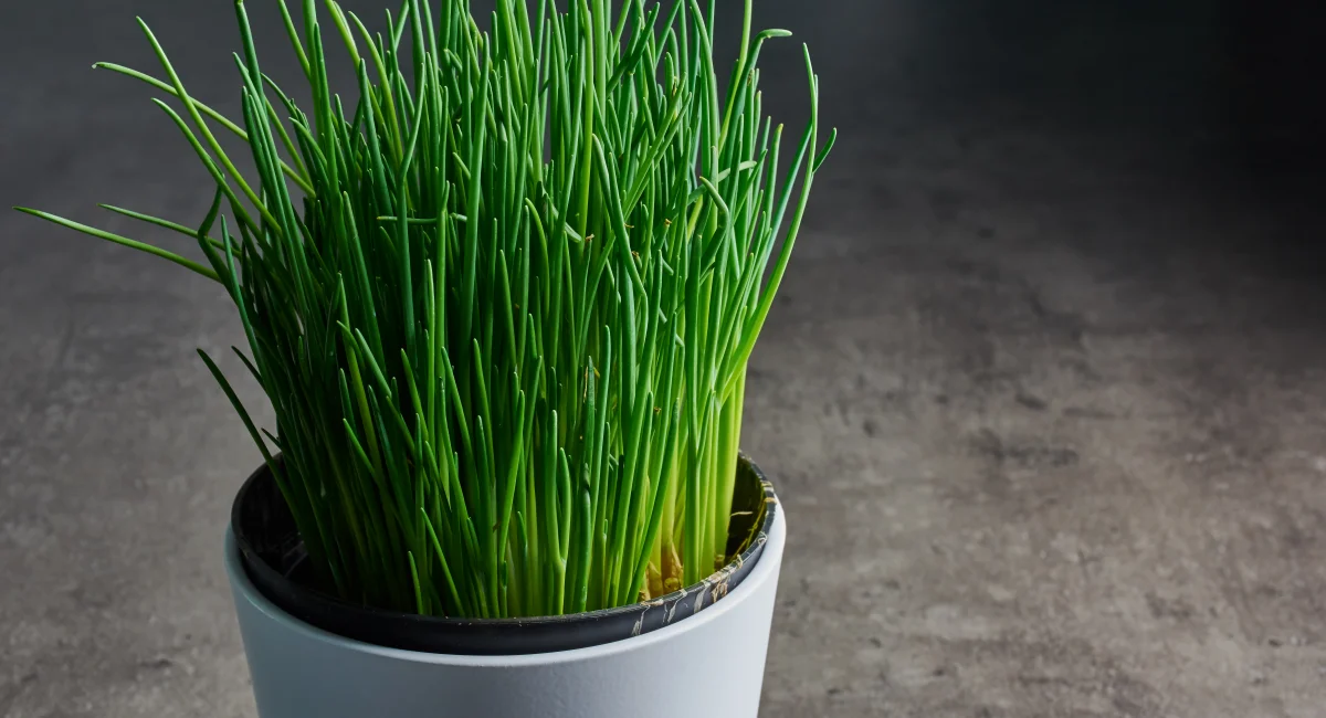 herbes aromatiques