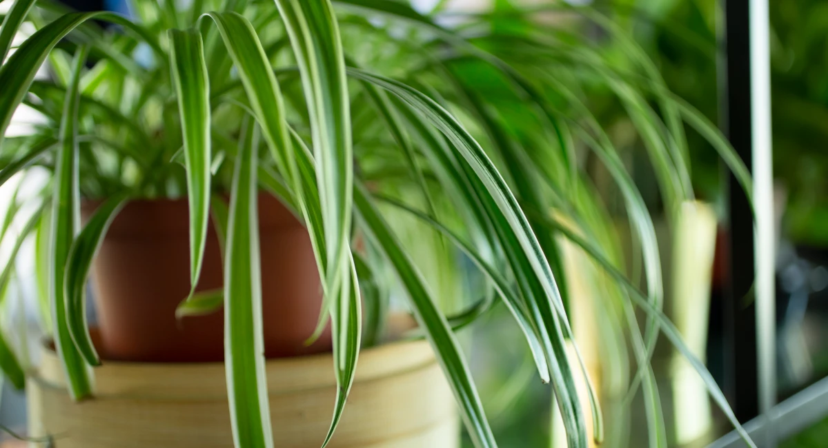 L'histoire des plantes d'intérieur aspidistra