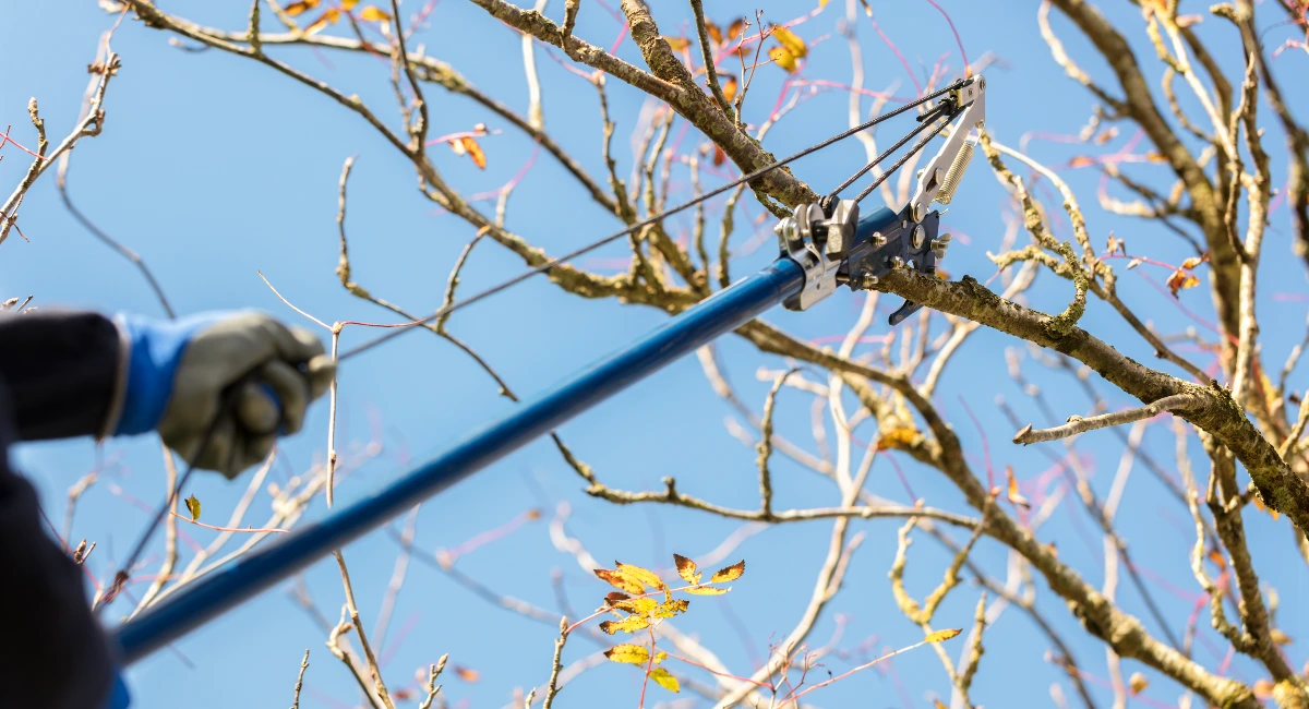 Tailler les arbres et arbustes
