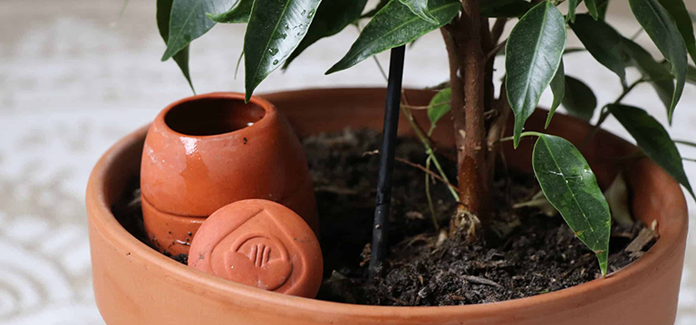plantes été