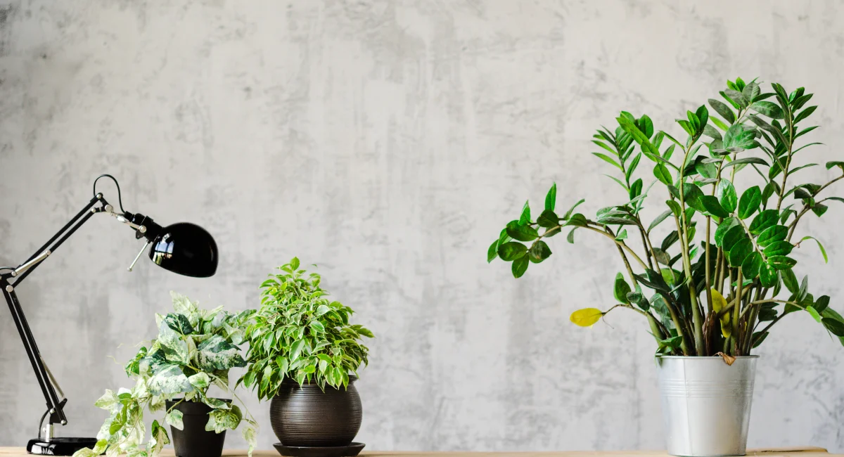 Végétalisation Paris : créer un intérieur sain et durable grace aux plantes et aux fleurs 2
