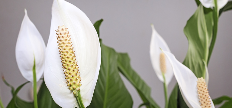 top 5 plantes bureau