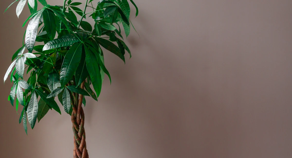 Arbre à monnaie