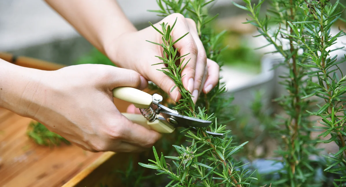 plantes au printemps 6