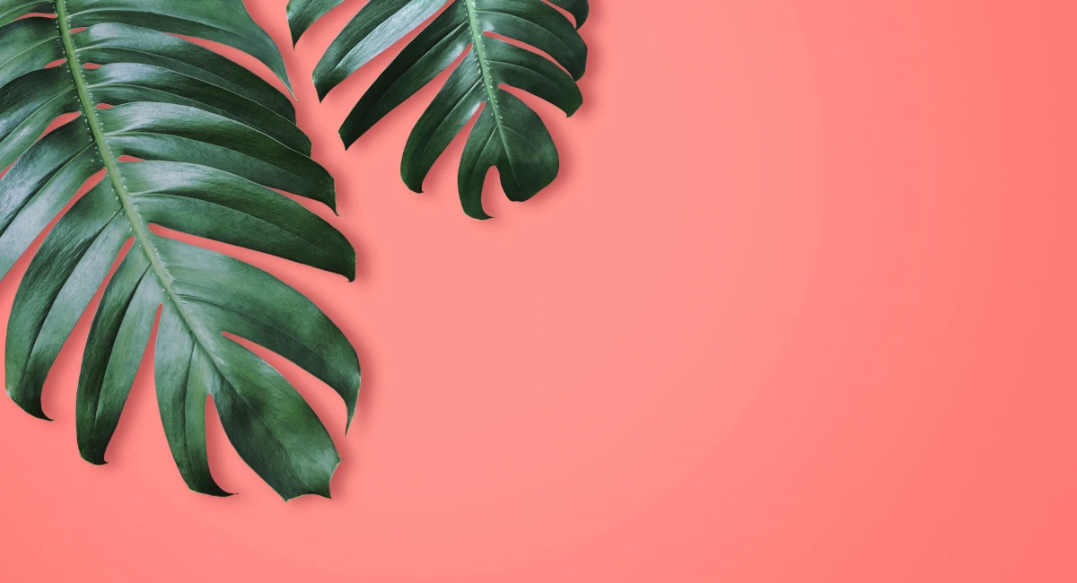 Philodendron sur fond corail