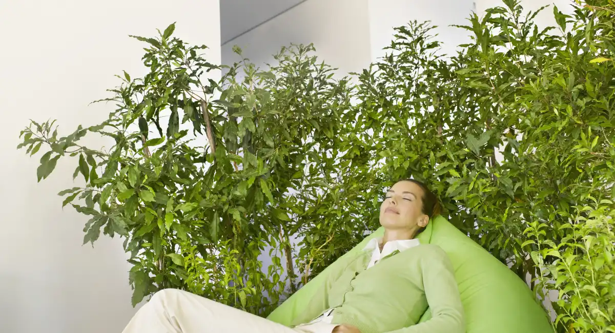 Biophilie et détente au travail