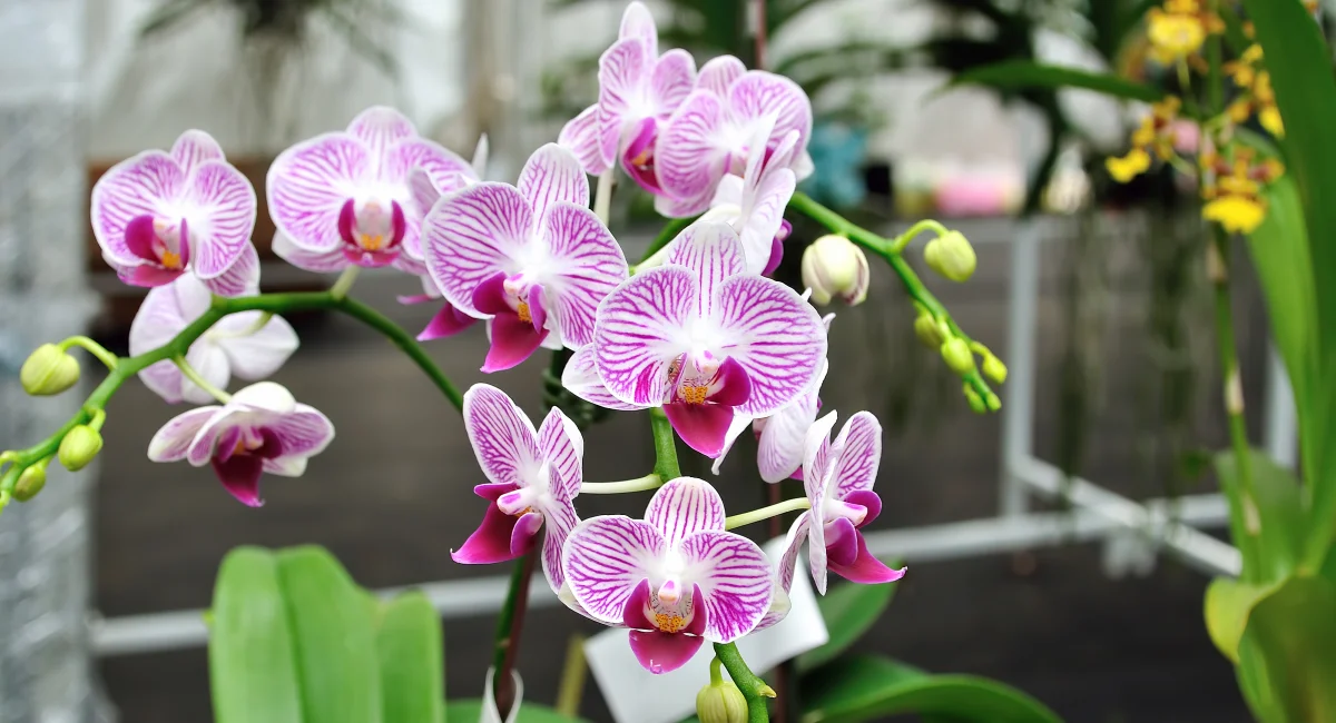 orchidées