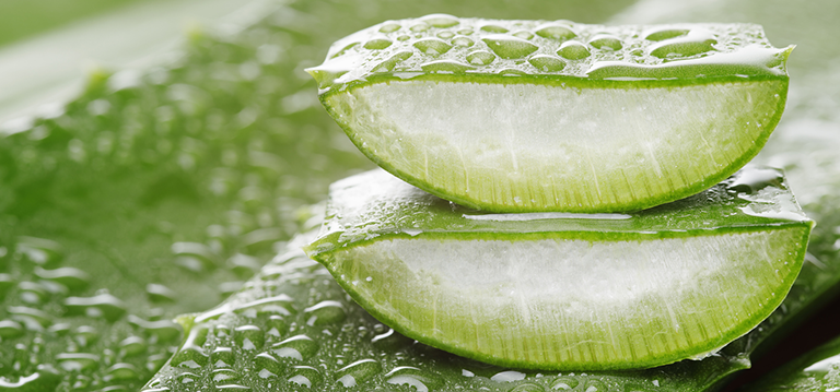 aloe vera vertus