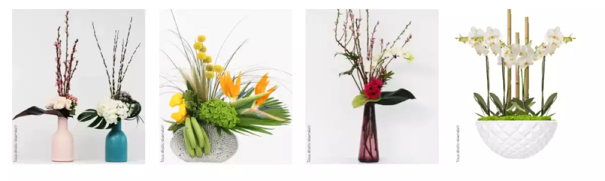 plants