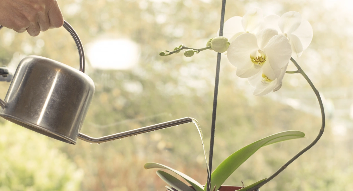 orchidées