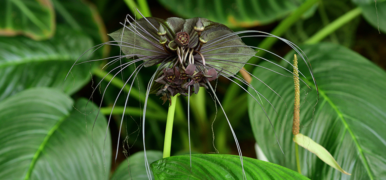 plantes gothiques halloween