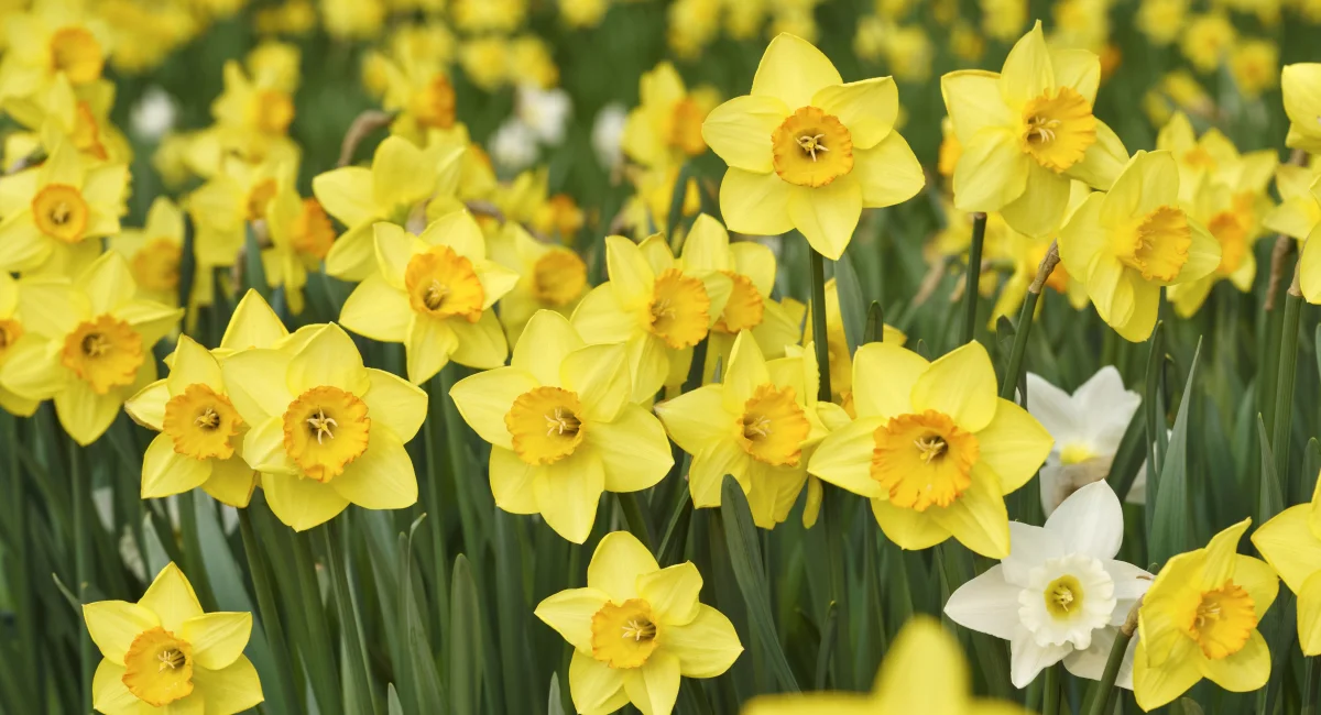 jonquilles