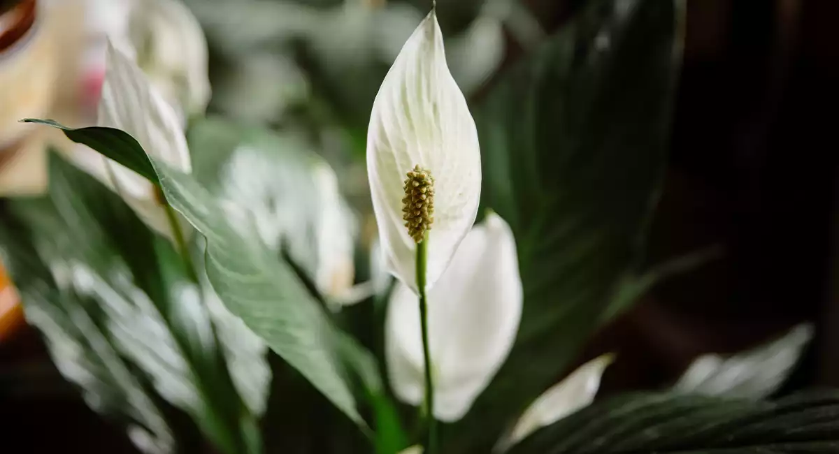 Plante d'intérieur facile d'entretien : Spathiphyllum Fleur de lune