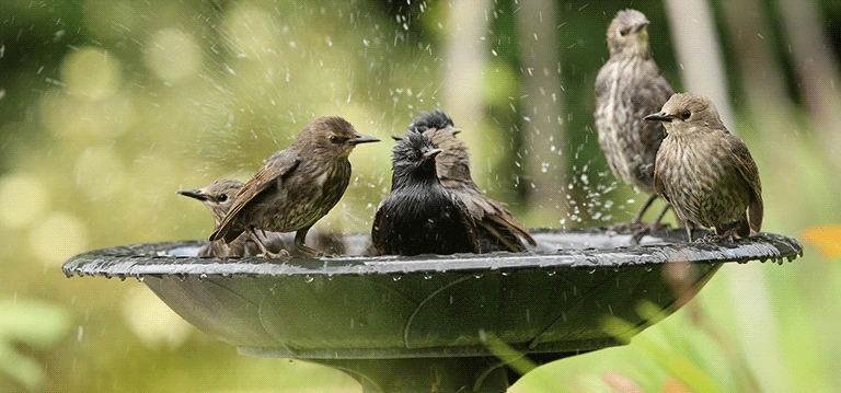 mangeoires à oiseaux