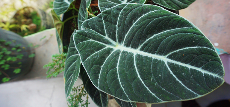 plantes gothiques halloween