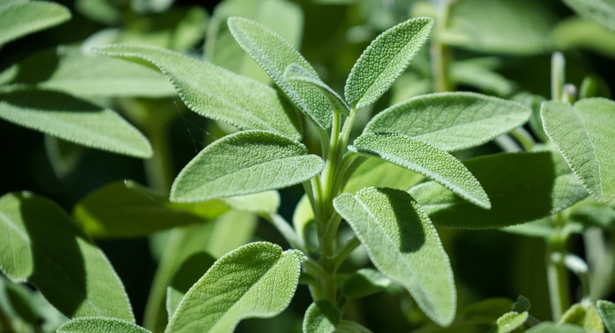 herbes aromatiques