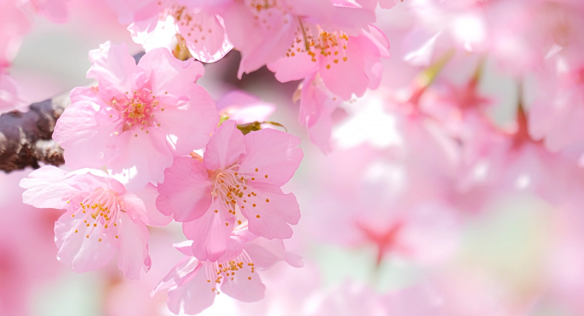 branche de fleurs de cerisiers