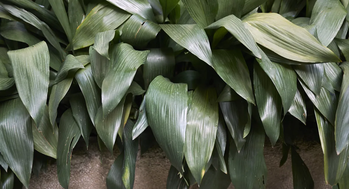 Plante aspidistra