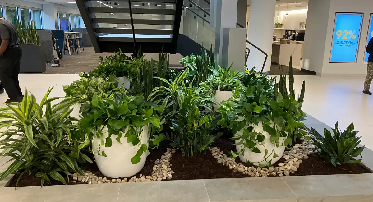 Plantes d'interieur : purificateurs d'air naturel