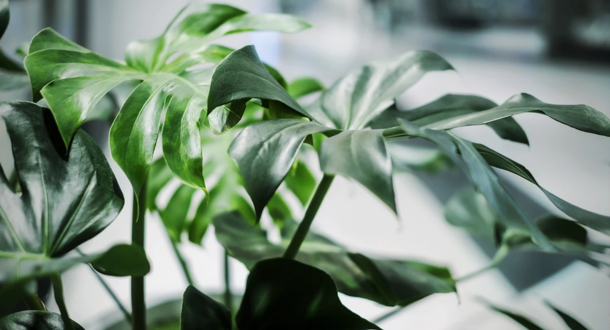 pièce spacieuse avec fauteuil rouge et grands monstera