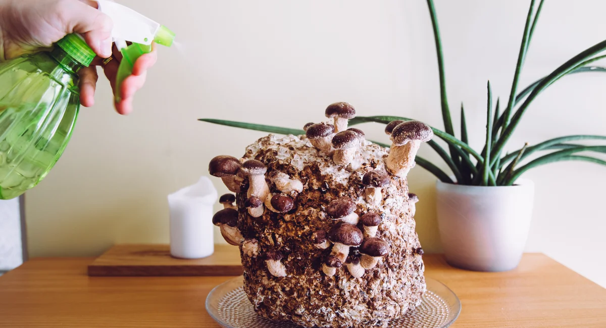 Culture de champignons en intérieur