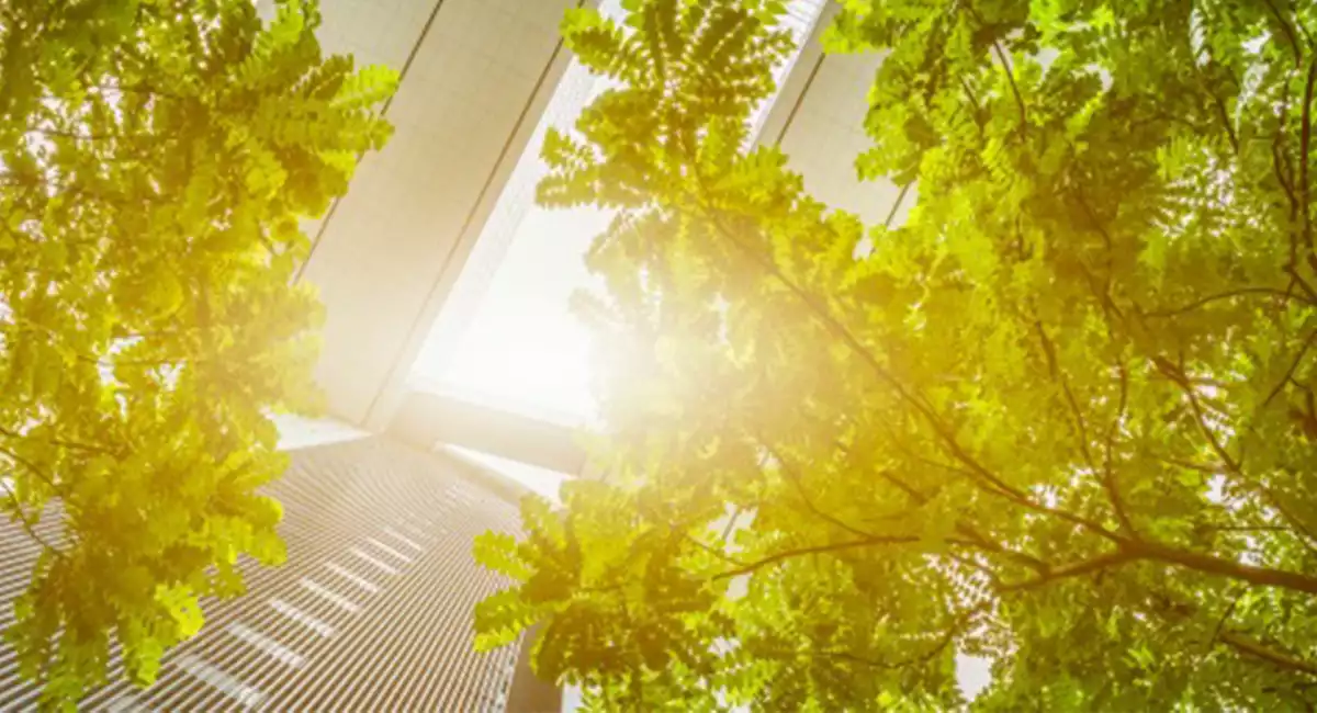 Rangée de buissons et d'arbres soigneusement taillés le long du chemin menant à l'immeuble de bureaux moderne.