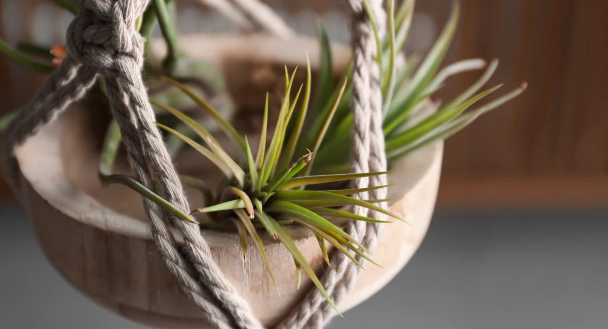 Plantes "filles de l'air" suspendues