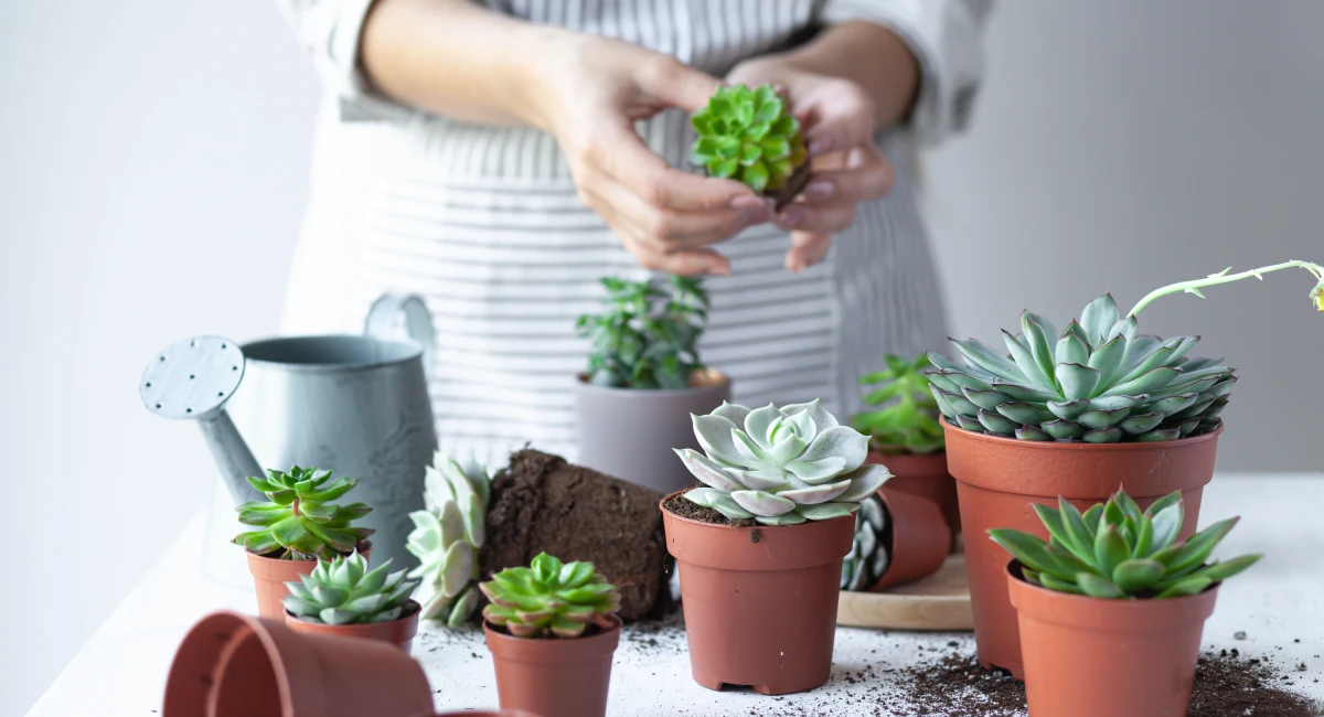 petits pots de succulentes