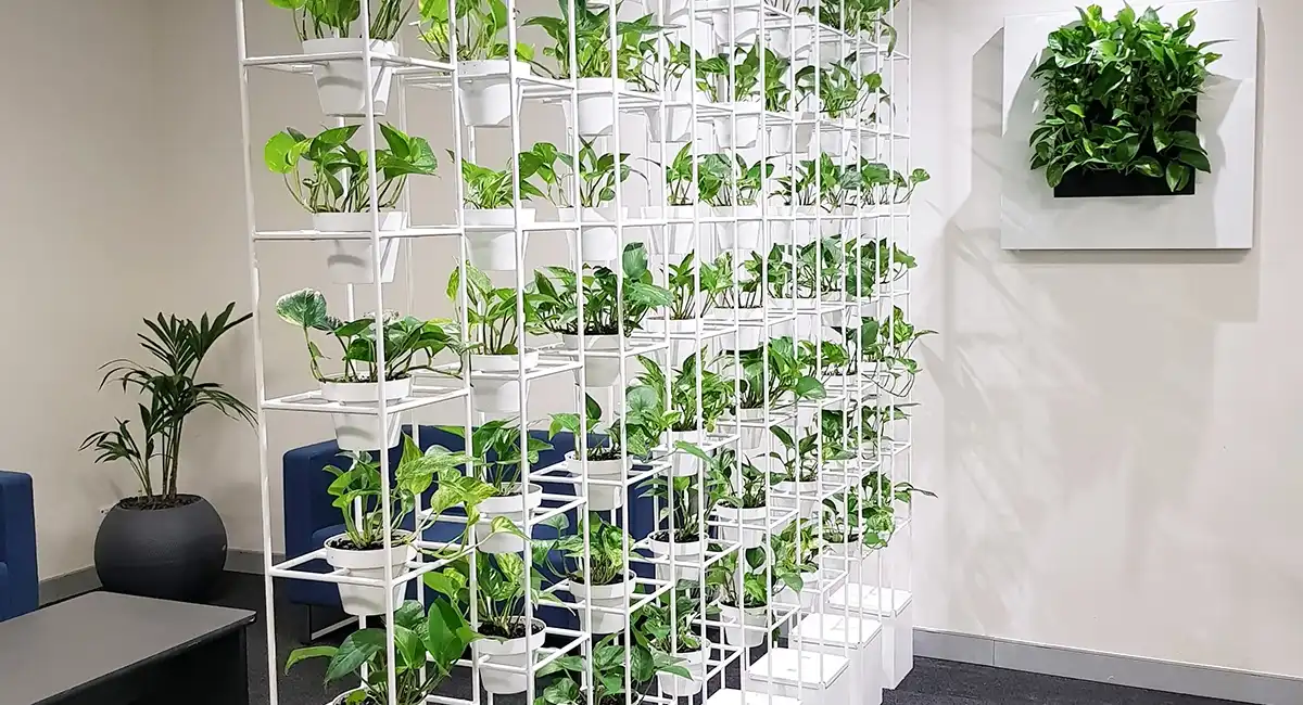 Pothos plante dépolluante en entreprise