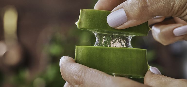 aloe vera vertus