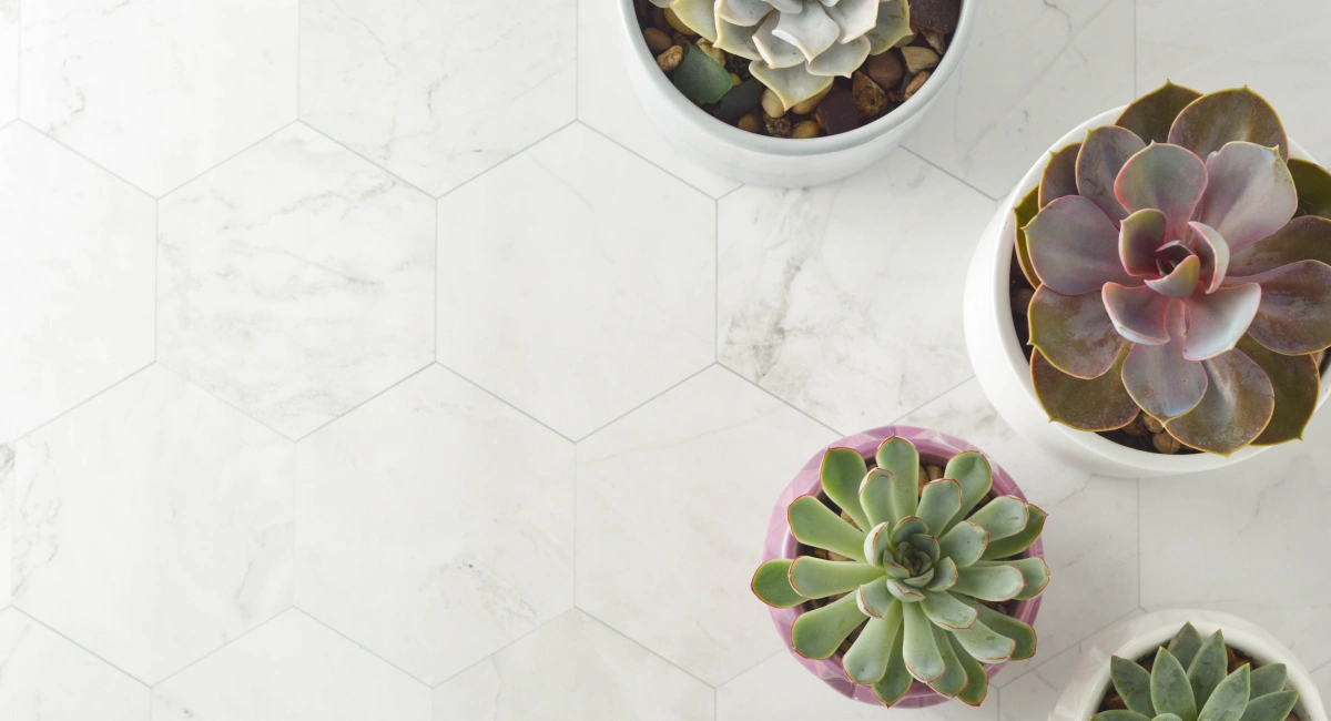 succulentes artificielles