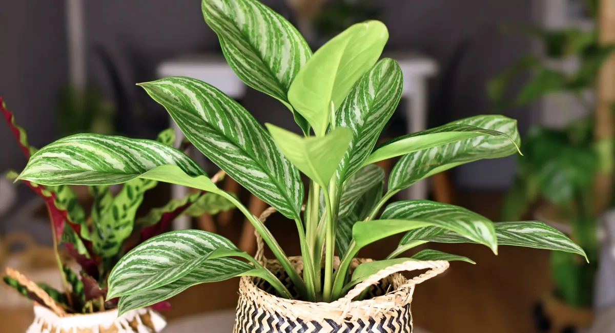Végétalisation Paris : créer un intérieur sain et durable grace aux plantes et aux fleurs
