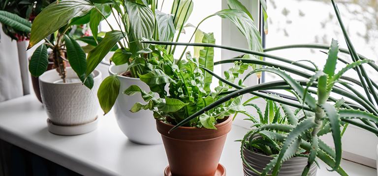 plante d'intérieur hiver