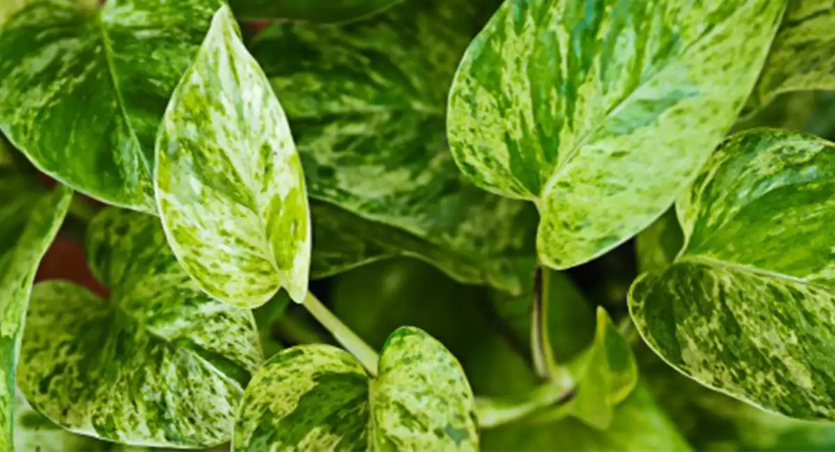 Plante d'intérieur facile d'entretien : pothos