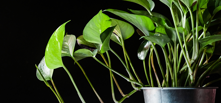 top 5 plantes bureau