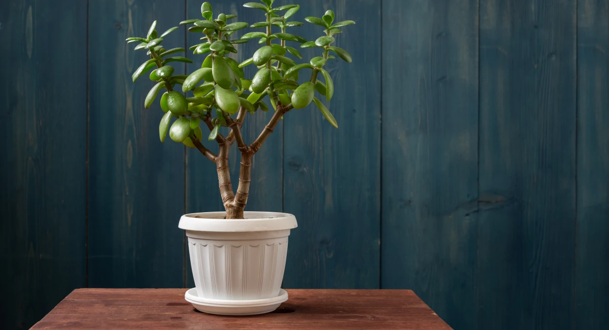 plante Zamifolia