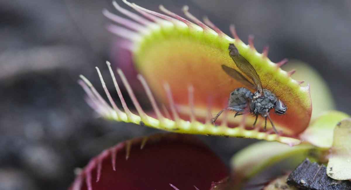 Venus fly trap