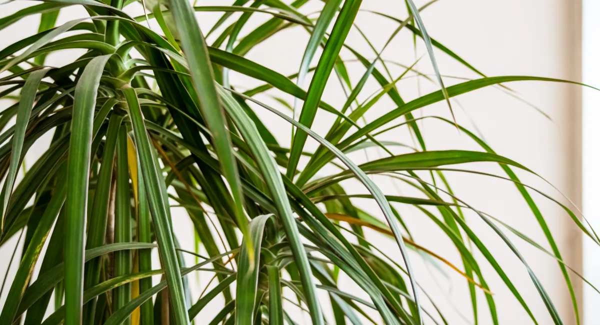 professionnels des plantes d’intérieur