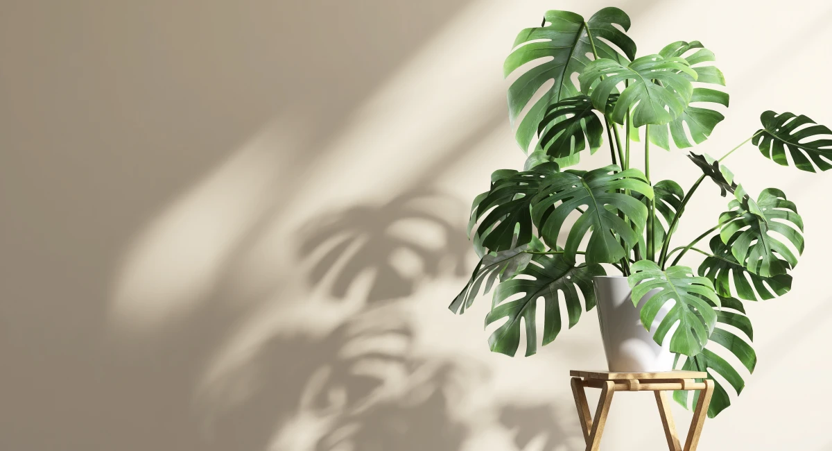 décoration minimaliste avec plante en pot