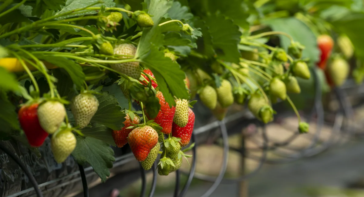 Plant de fraises sur le rebord d'une fenêtre.