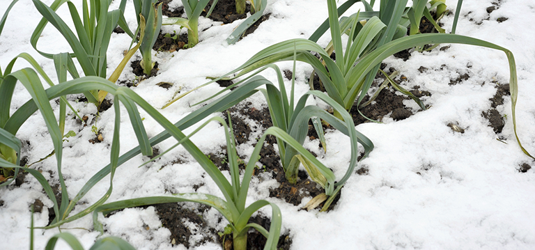 préparer son potager au changement de saison