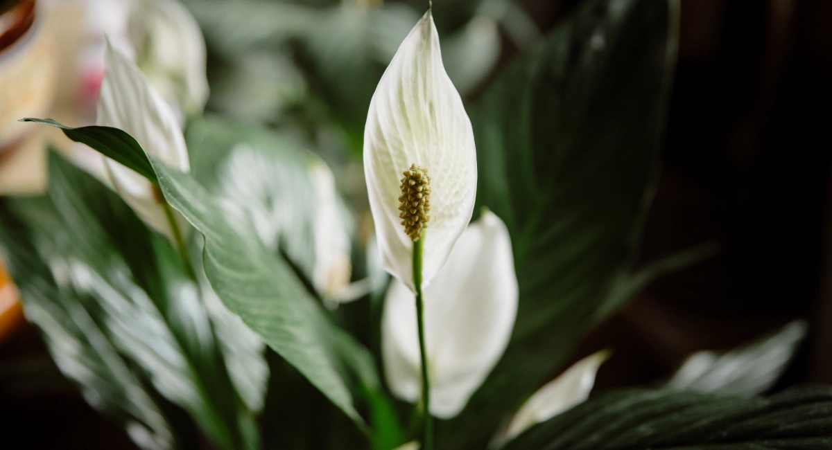 Plante dépolluante de bureau Spathiphyllum